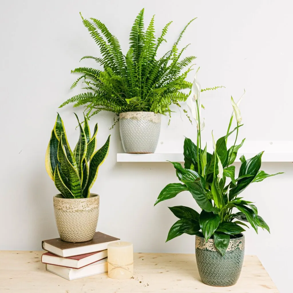 Plantas de interior para dormitorios. Foto: elblogdelatabla.com.