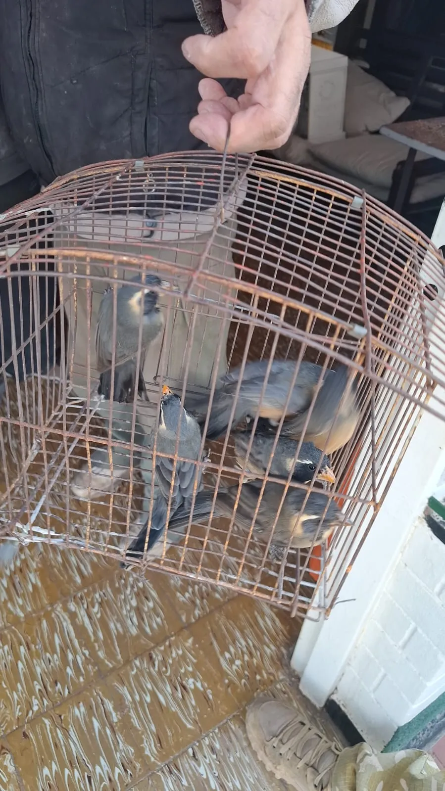 Aves, tortugas, zorros y monos son algunas de las especies afectadas por una práctica que continúa alimentando el comercio ilegal de fauna.